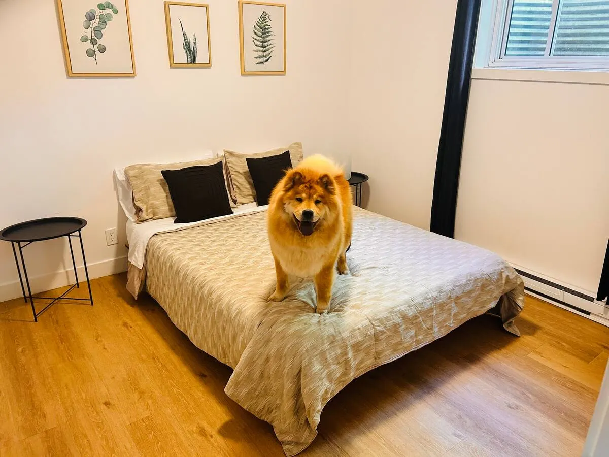 A fluffy golden dog standing on a neatly made bed in a bright bedroom