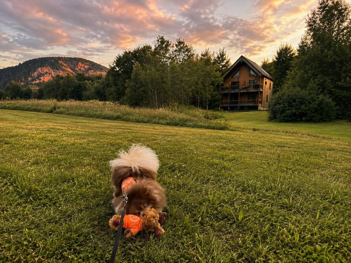 A fluffy dog sitting in the meadow at sunset, with the villa and the mountain behind